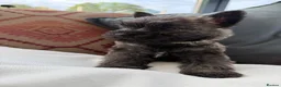 Cairn Terrier dogs for sale: Sweetest Little KC Reg Cairn Terrier Puppies.  - Advert 19