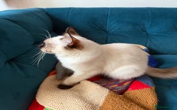 Ragdoll cats for sale: Ragdoll kittens for sale  - Image 31
