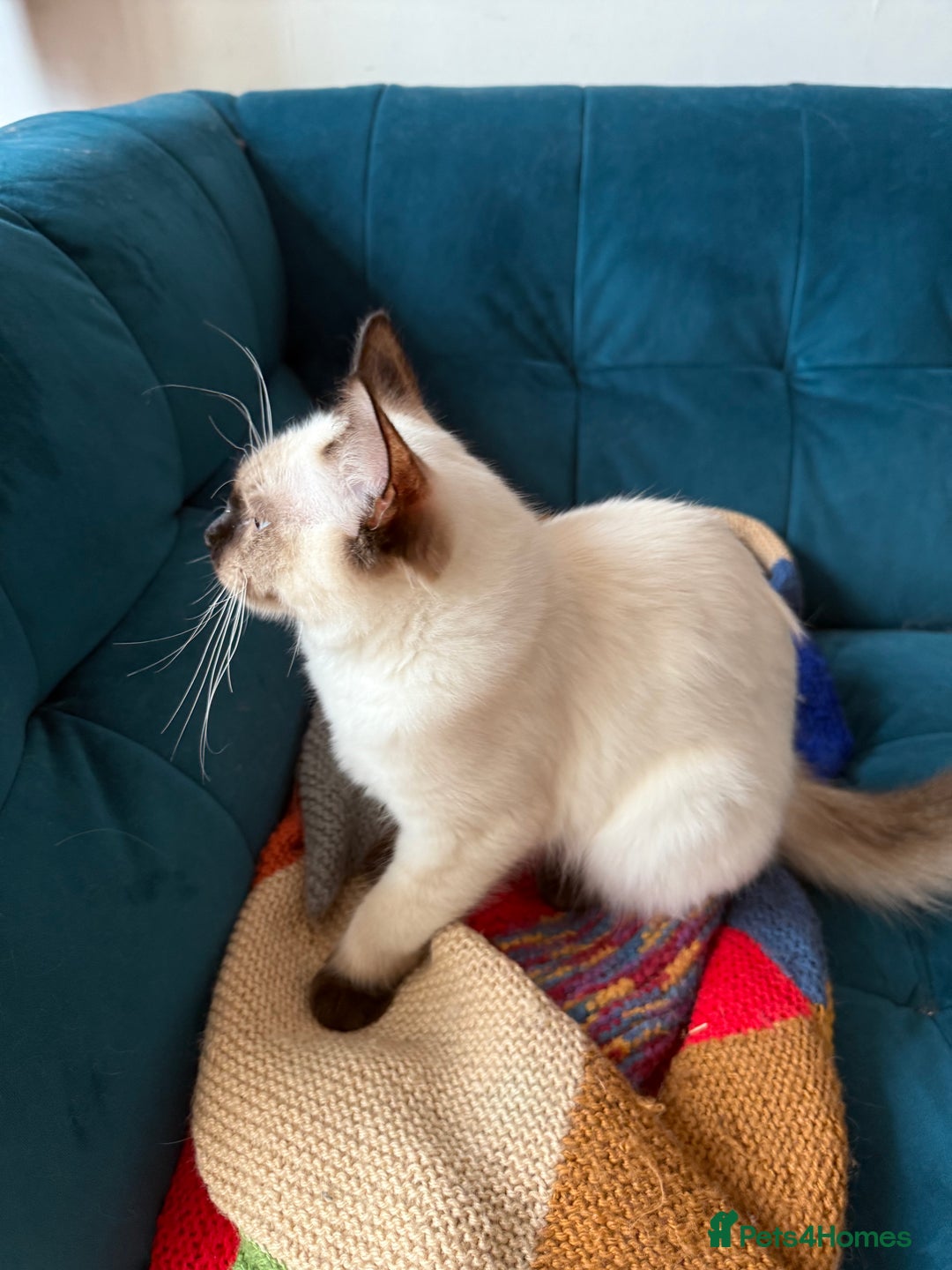 Ragdoll cats for sale: Ragdoll kittens for sale  - Image 31
