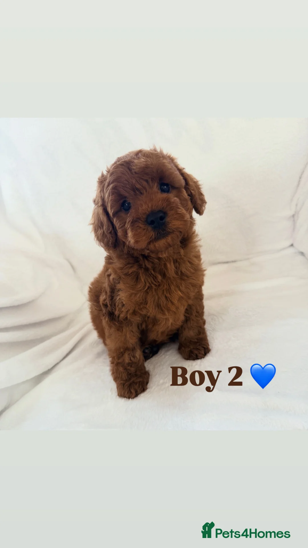 Cavapoo dogs for sale: Exceptional cavapoos 5 ⭐ licensed breeder - Advert 2