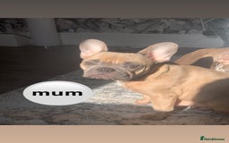 French Bulldog dogs for sale: Adorable 7 week old frenchie puppies - Image 21