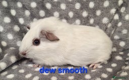 Guinea Pig rodents for sale: Baby male guinea pigs - Image 5