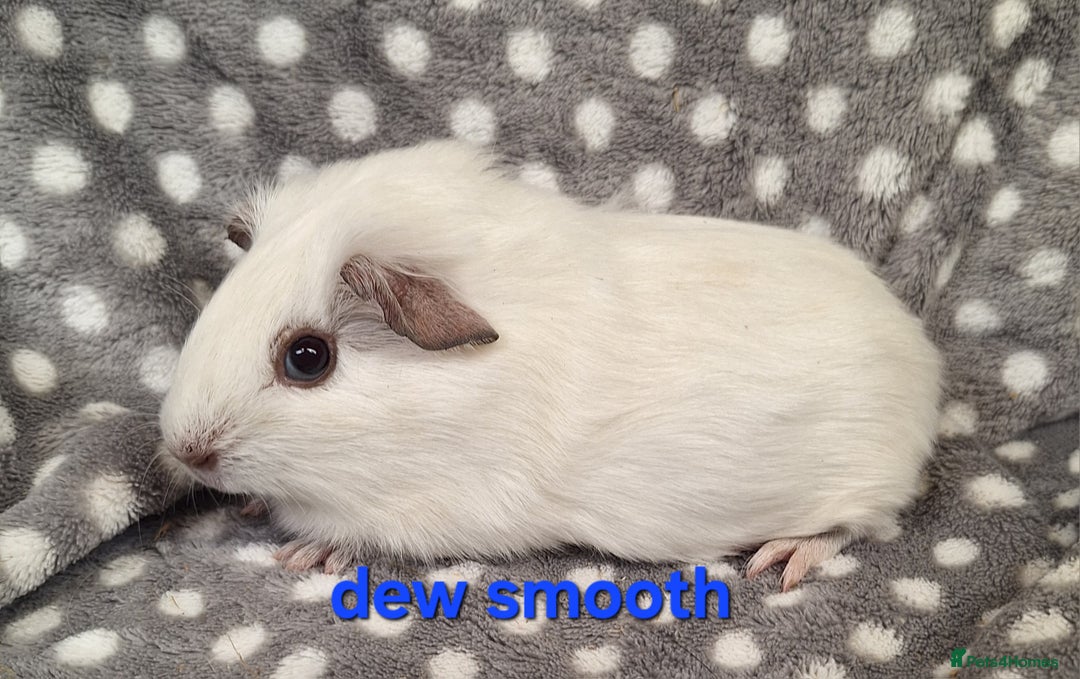 Guinea Pig rodents for sale: Baby male guinea pigs - Image 5
