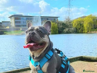 French Bulldog dogs in Dartford - Advert 6
