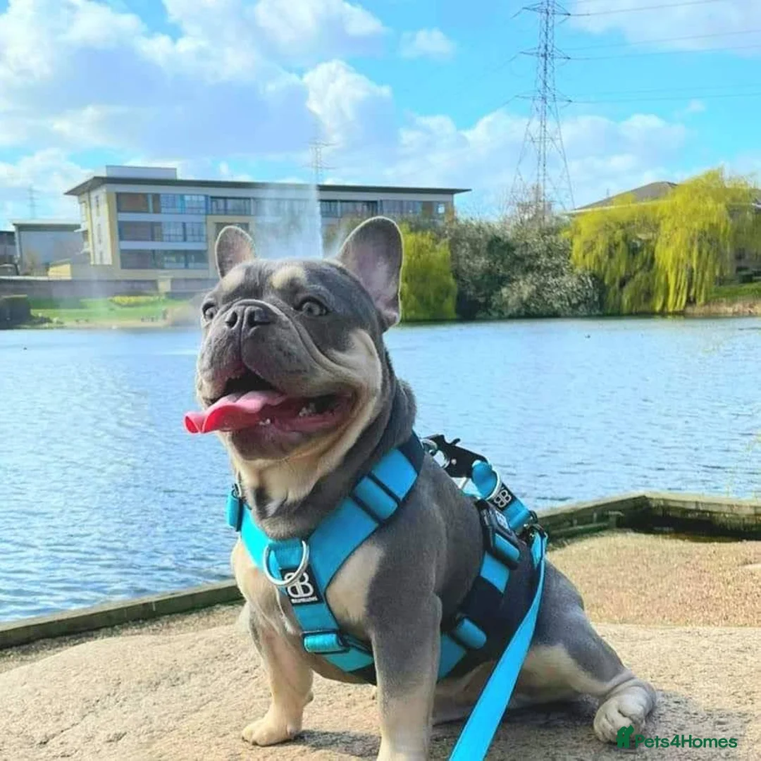French Bulldog dogs for stud: George lilac and tan Stud 🔥 in Dartford - Advert 1