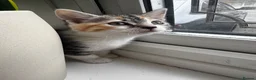 Mixed Breed cats for sale: Bengal and British shorthair short hair mix - Advert 17