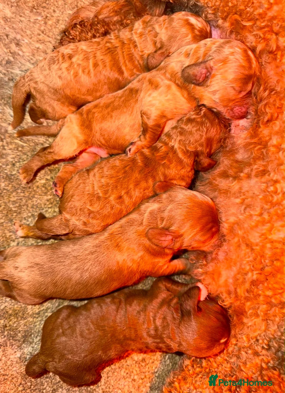 Cavapoo dogs for sale: Stunning Red Cavapoo Puppies Ready Now - Advert 14