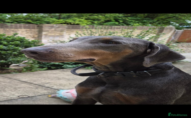 Dobermann dogs - Advert 12