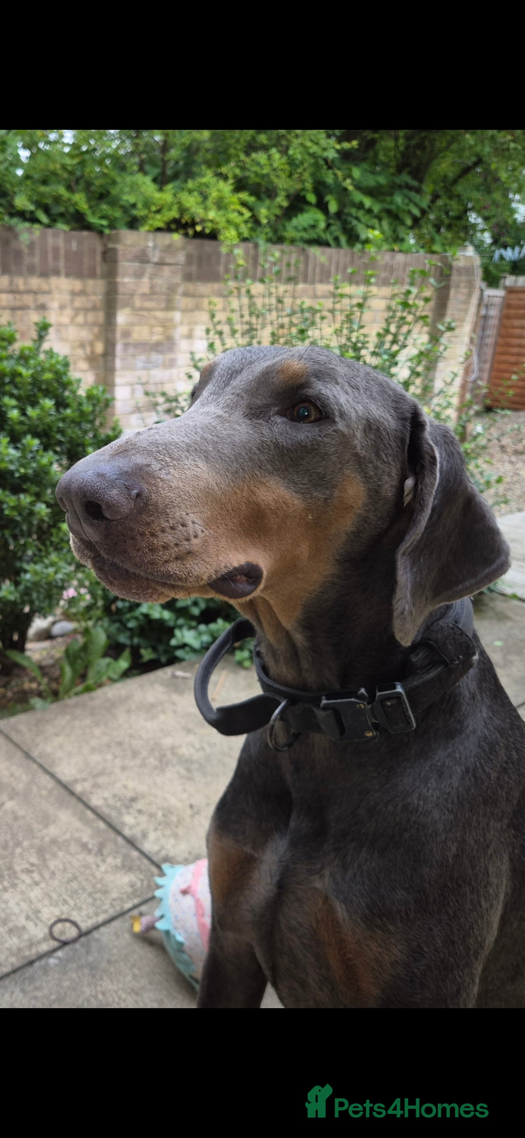 Dobermann dogs for stud: Sub-Zero - Image 1