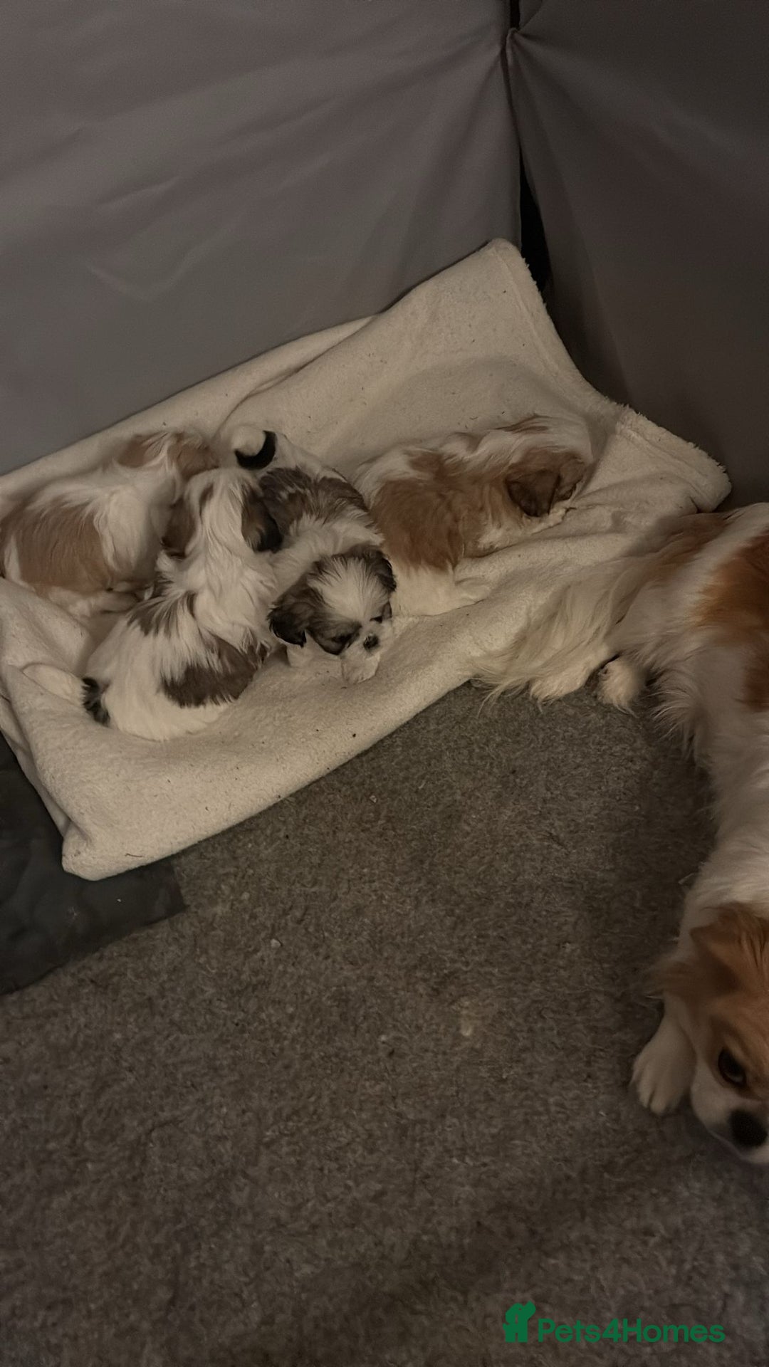 Mixed Breed dogs for sale: 4 beautiful little puppies chihuahua/shih tzu X - Advert 39