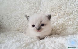 Ragdoll cats for sale: Fluffdoll Ragdoll Kittens 🥰 - Image 5