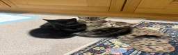 Mixed Breed cats for sale: 1 black male&female 1 brown male&female - Advert 1