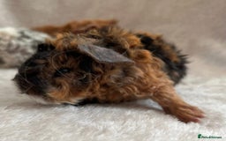 Guinea Pig rodents for sale: Purebred Lunkarya Guinea pigs - Image 7