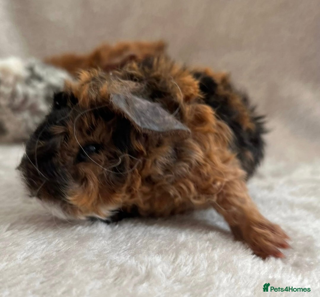 Guinea Pig rodents for sale: Purebred Lunkarya Guinea pigs - Image 7