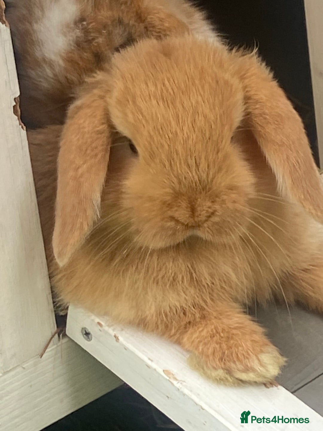 Mini Lop rabbits for sale: Mini lop female orange doe 19 weeks old  - Image 3