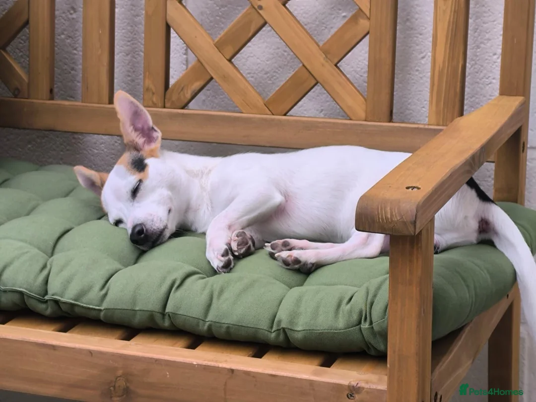 Jack Russell dogs for sale: Jack Russell in Darwen - Advert 2