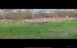 Patterdale Terrier dogs for sale: patterdales & blue lurcher for sale  - Image 9