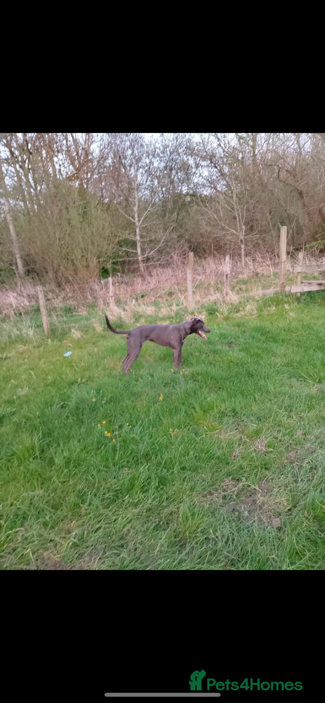 Patterdale Terrier dogs for sale: patterdales & blue lurcher for sale  - Image 9