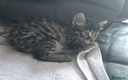 Mixed Breed cats for sale:  tabby kittens  - Image 8