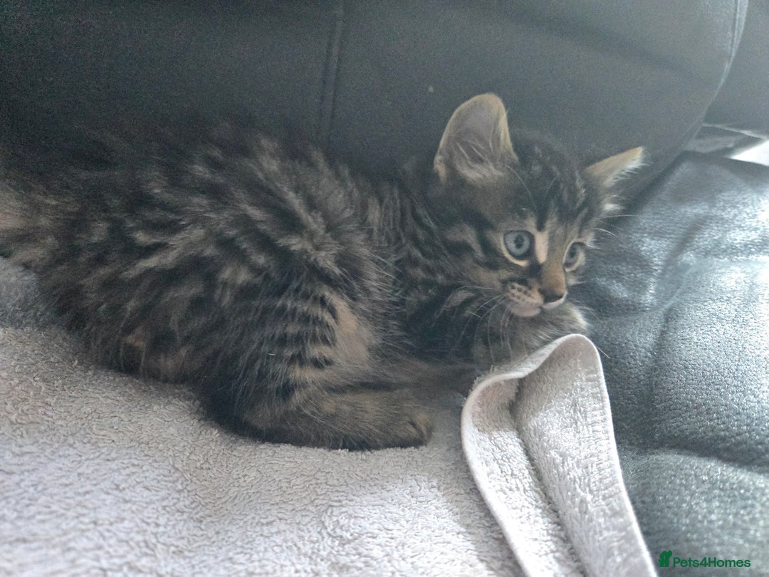 Mixed Breed cats for sale:  tabby kittens  - Image 8