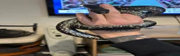 Rat Snake reptiles for sale: Female russian rat snake  - Advert 1