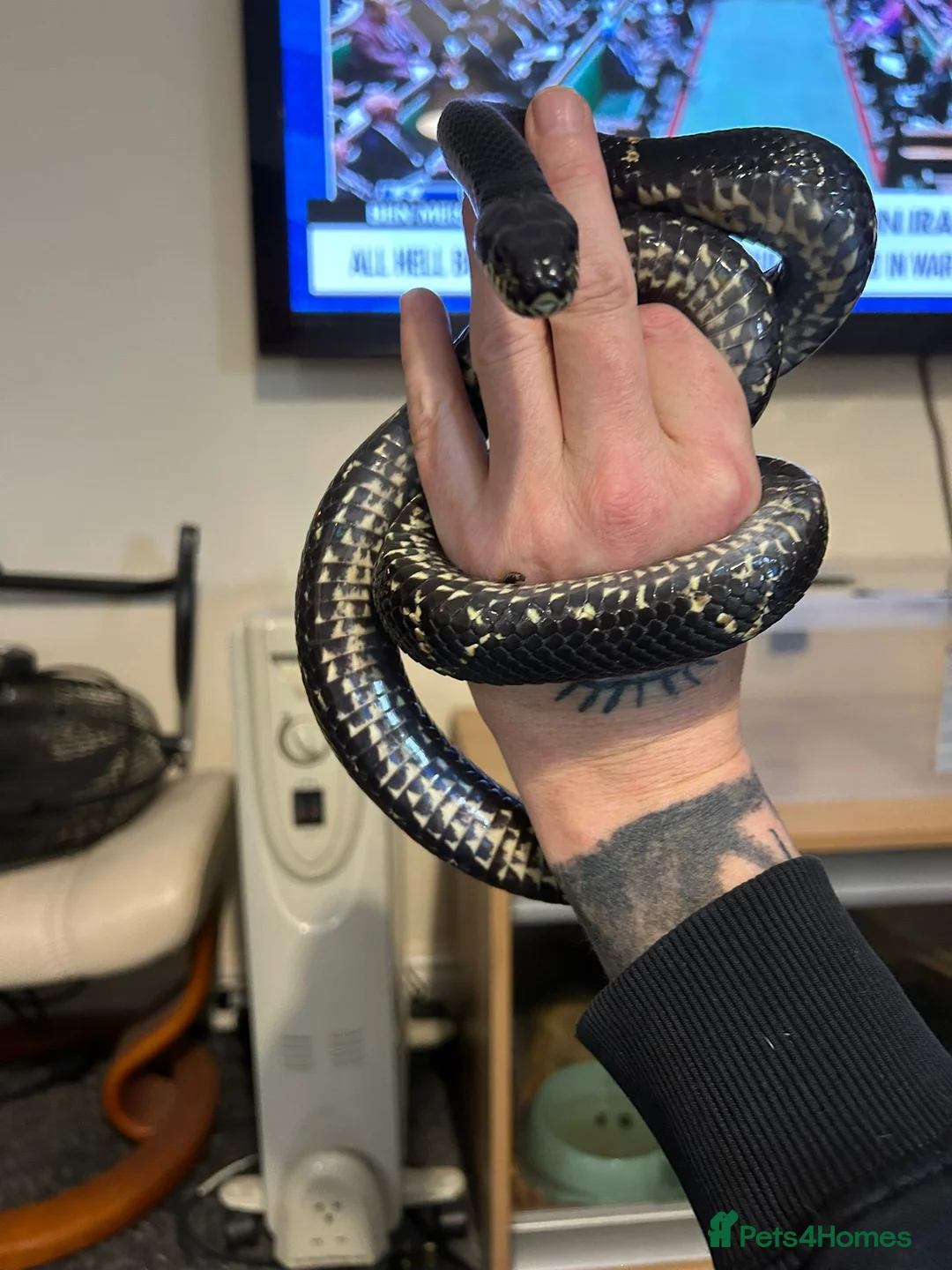 Rat Snake reptiles for sale: Female russian rat snake  - Advert 1