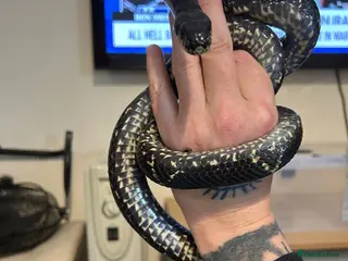 Rat Snake reptiles Female russian rat snake - Advert 1