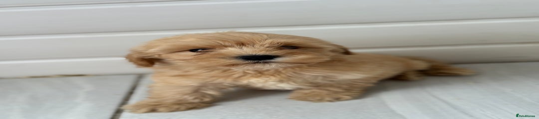 Maltipoo Puppy 3