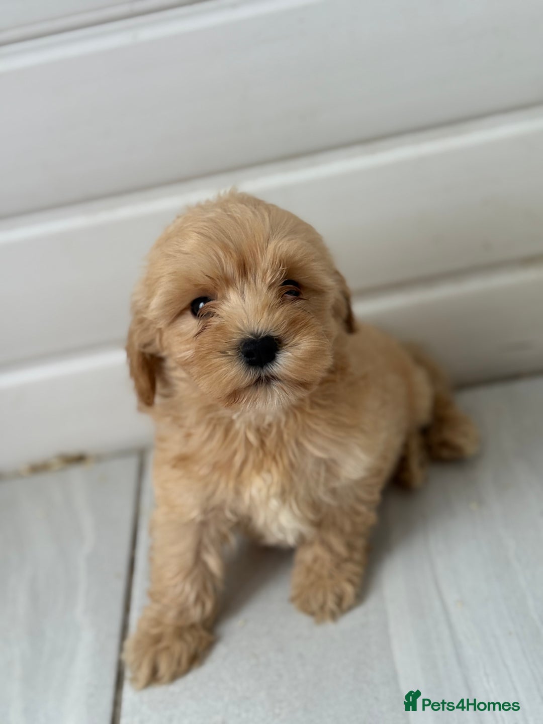 Maltipoo dogs for sale: Quality Korean maltipoos - Image 26