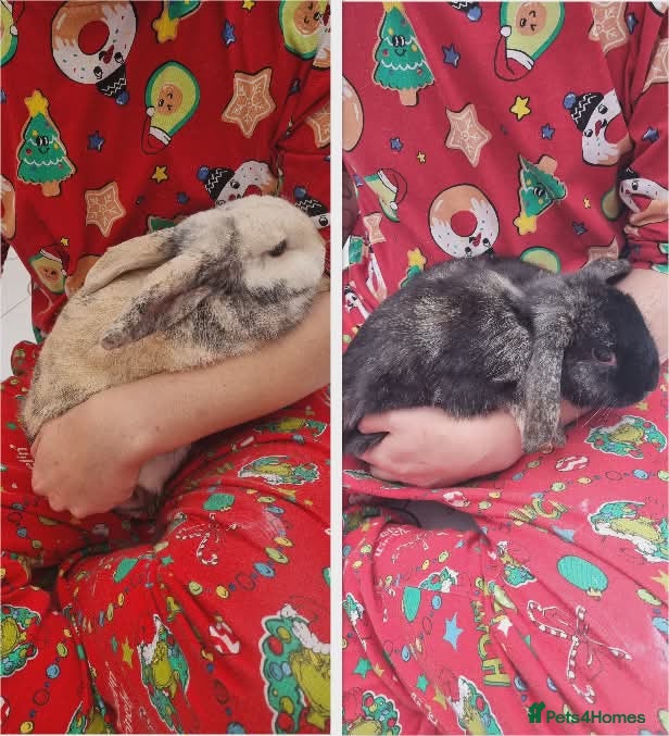 Harlequin rabbits Female rabbits looking for loving home - Advert 2