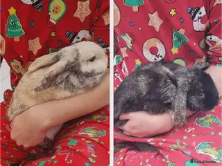 Harlequin rabbits Female rabbits looking for loving home - Advert 2