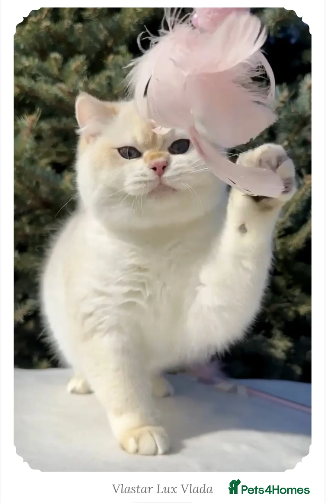 British Shorthair cats for sale: British Shorthair BSH Black Golden Shaded - Advert 9