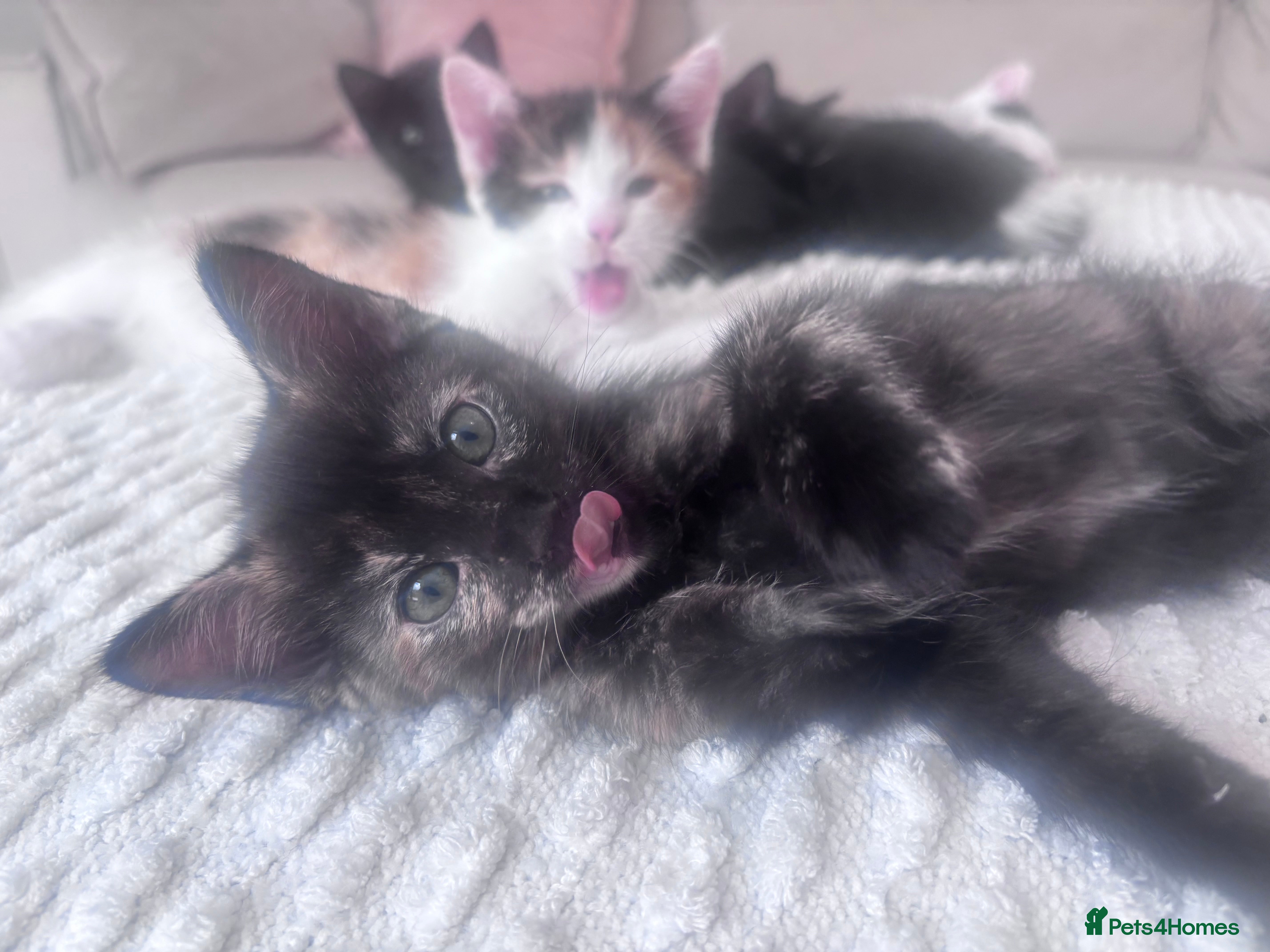 Mixed Breed cats for sale: Kittens for Sale  - Advert 11