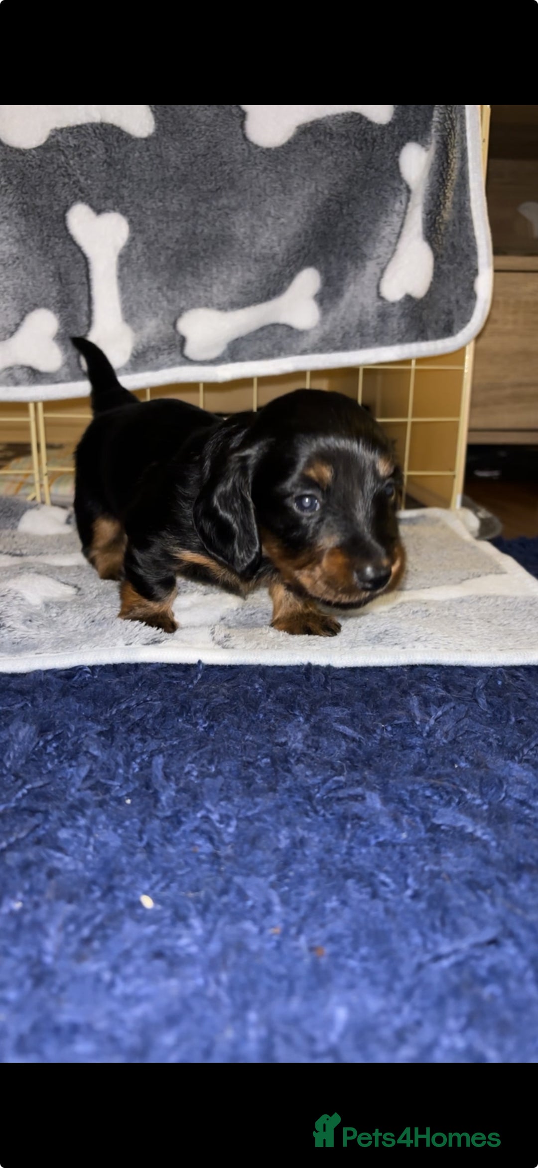 Miniature Dachshund dogs for sale: 2 female miniature dachshunds - Image 2
