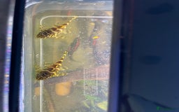 Plecos fish for sale: L134 leopard frog pleco juveniles - Image 2