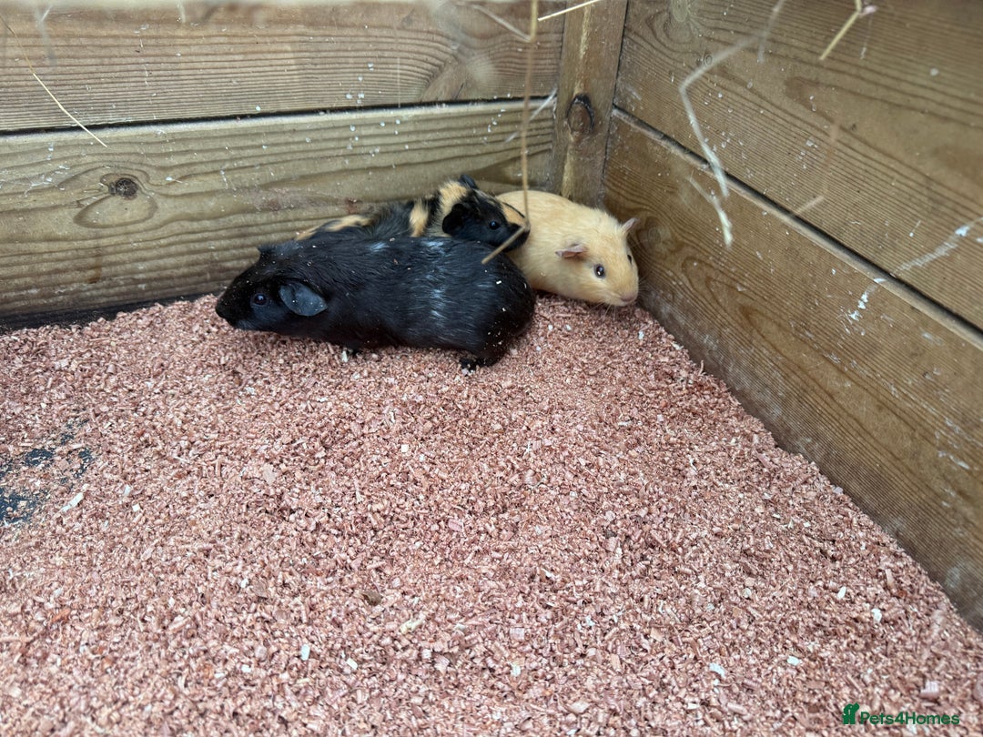 Guinea Pig rodents for sale: Baby girl guinea pigs  - Advert 3