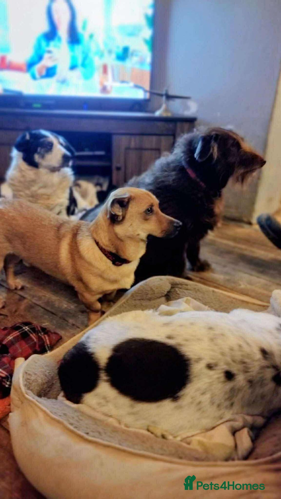 Mixed Breed dogs for adoption: Rescue boy Ethan is looking for his forever home - Advert 7