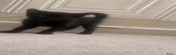 Mixed Breed cats for sale: Two Beautiful Black Female Kittens 10 Weeks Old  in South Croydon - Advert 3