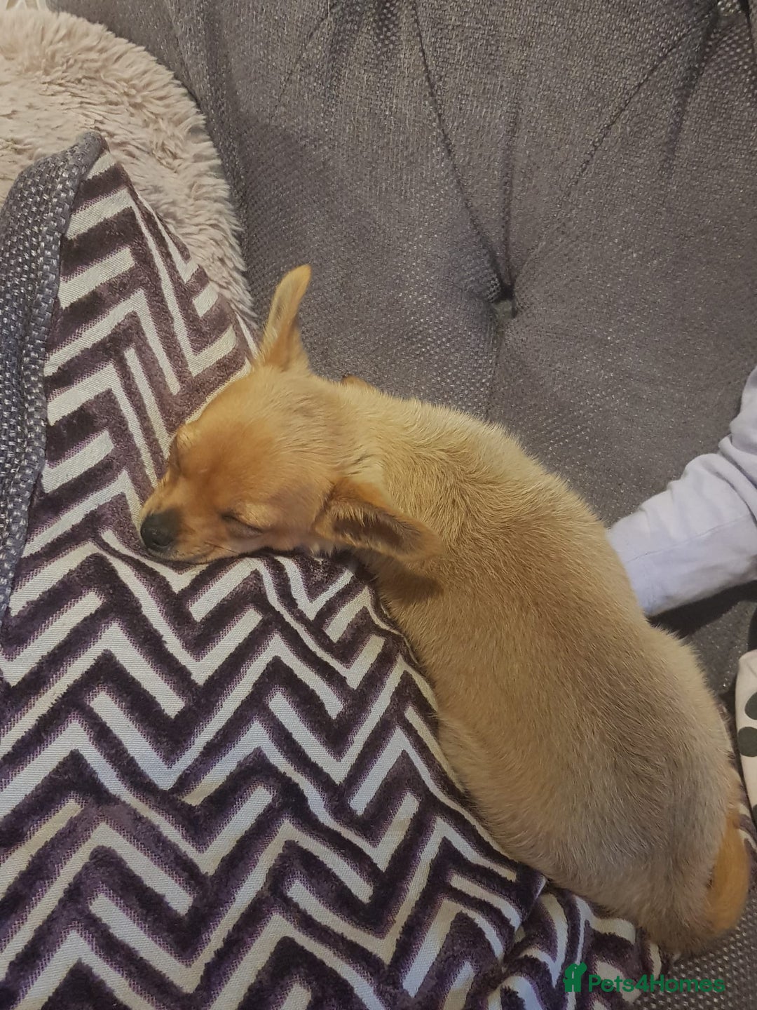 Chihuahua dogs for adoption: ❤️🐶 TOFFEE & COOKIE 🐶❤️ - Image 5