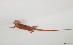 Bearded Dragon reptiles for sale: female bearded dragon with full set up - Image 14