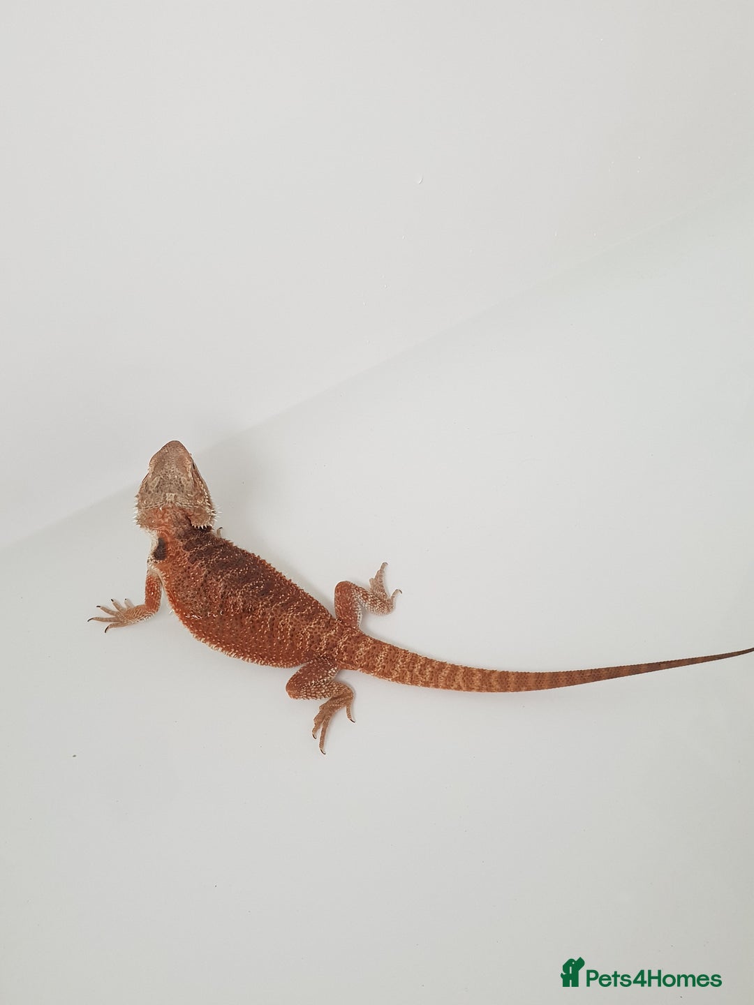 Bearded Dragon reptiles for sale: female bearded dragon with full set up - Image 14