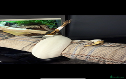 Python Snake reptiles for sale: Pied royal python and setup  - Image 2