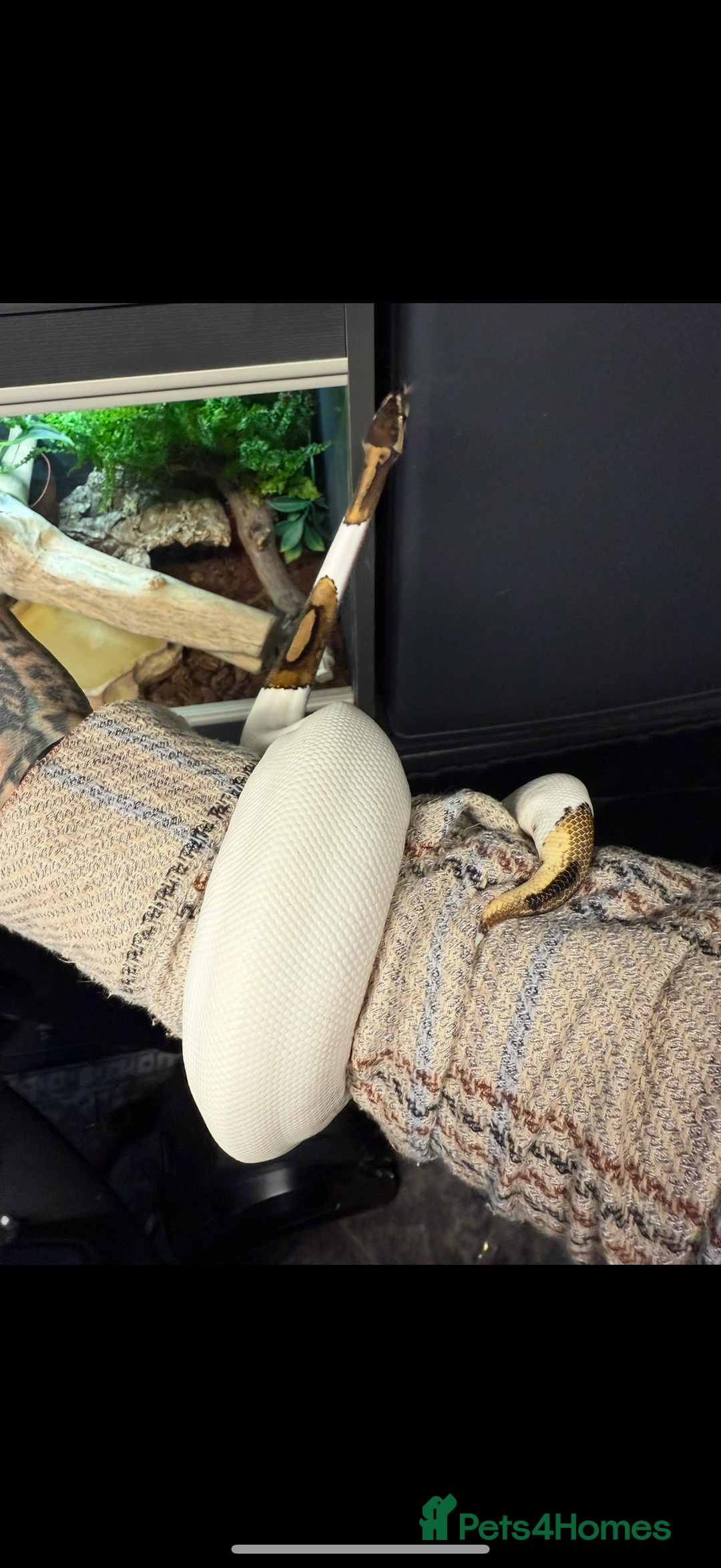 Python Snake reptiles for sale: Pied royal python and setup  - Image 2