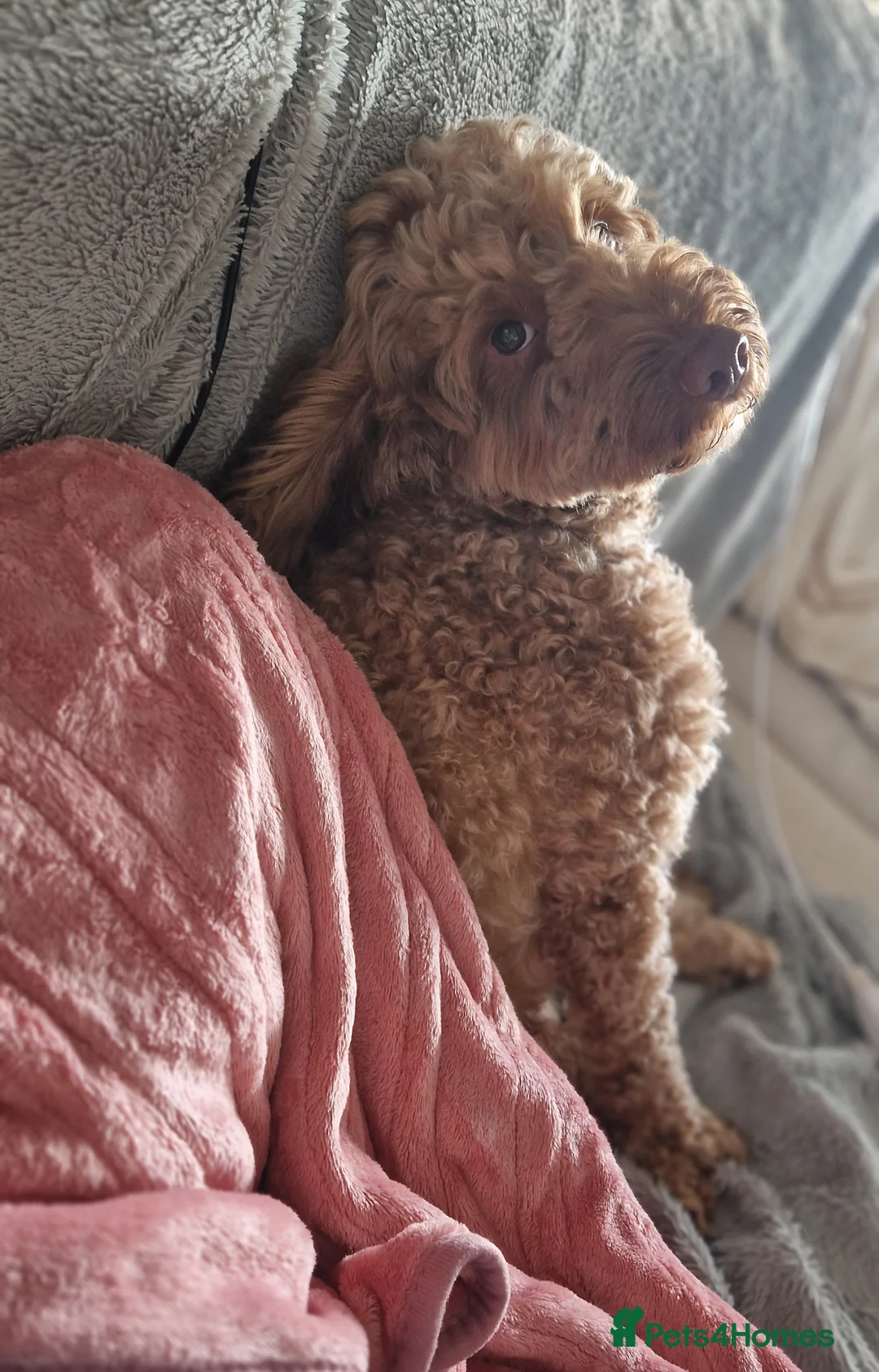 Cockapoo dogs for stud: *PROVEN* DNA TESTED F/F Gene Red Cockapoo Stud in Coventry - Advert 6