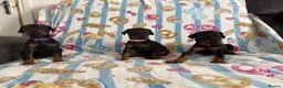 Dobermann dogs for sale: Kc reg Health tested parents Black and Tan girls  - Advert 10