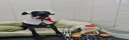 Italian Greyhound dogs for stud: Proven Italian Greyhound Available at Stud - Advert 4