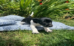 Jack Russell dogs for sale: 5 Available: Jack Russell Puppies. 2 Girls, 3 Boys - Image 27