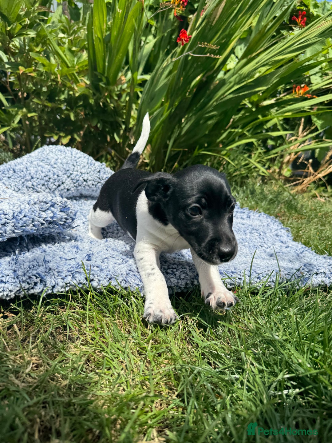 Jack Russell dogs for sale: 5 Available: Jack Russell Puppies. 2 Girls, 3 Boys - Image 27
