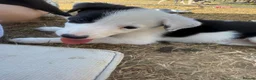 Border Collie dogs for sale: Fantastic bitch border collies  in Alresford - Advert 7