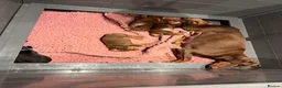 Dobermann dogs for sale:  Doberman puppies health tested 5* license  - Advert 2